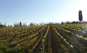 La vigna di una tenuta di Pratesi